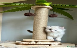 Ragdoll cats for sale: Stunning Ragdoll kitten SHOW/BREEDING -GCCF   - Image 27