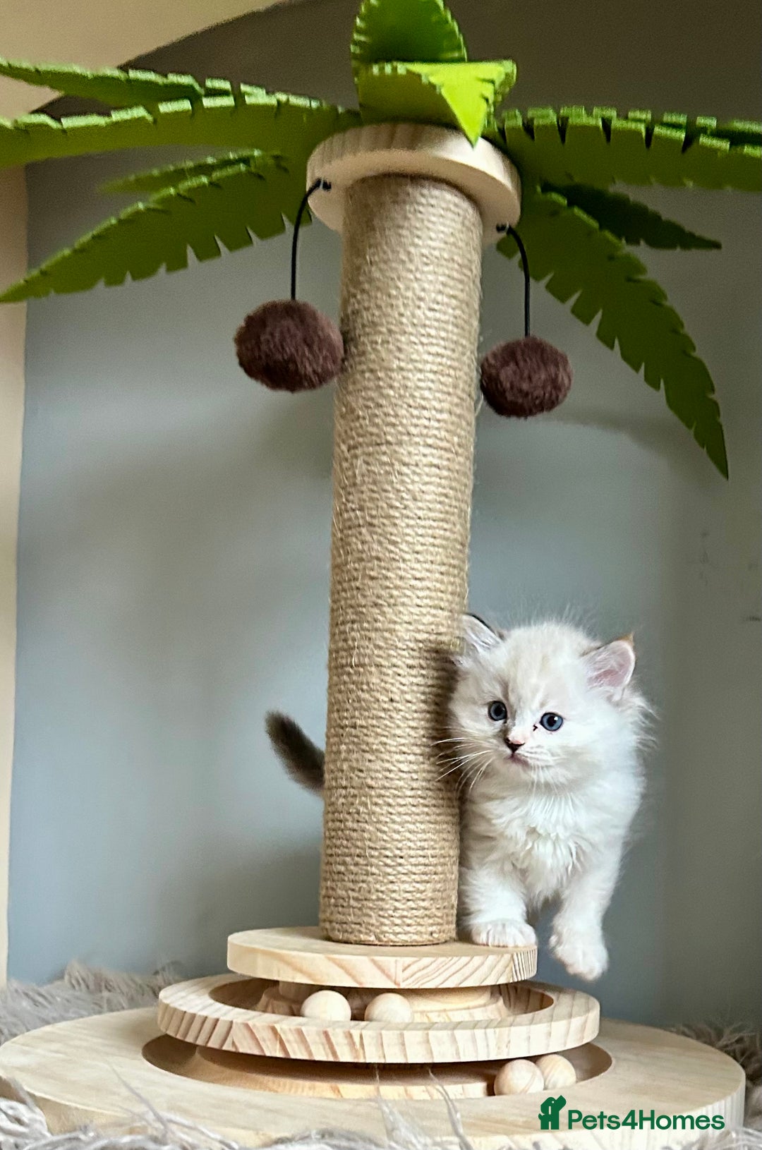 Ragdoll cats for sale: Stunning Ragdoll kitten SHOW/BREEDING -GCCF   - Image 27