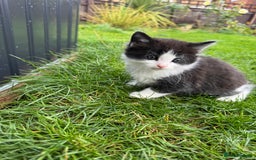 European cats for sale: Cat is looking for a new family  - Image 7