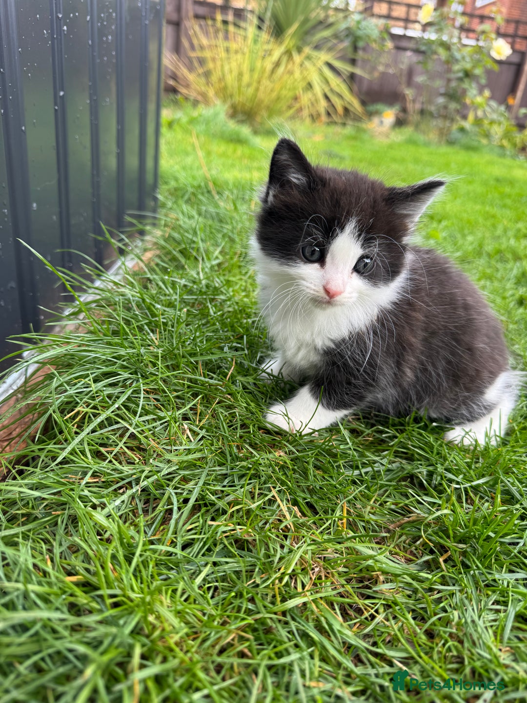 European cats for sale: Cat is looking for a new family  - Image 7