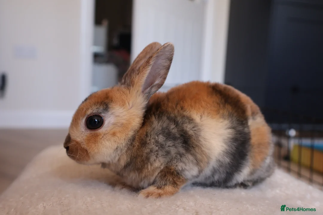 Rex rabbits for sale: Beautiful Mini Rex, Harlequin & Tri Colour - Advert 1