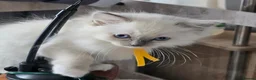 Ragdoll cats for sale: Sweet Fluffy Ragdoll Kittens Looking for Homes!  - Advert 4