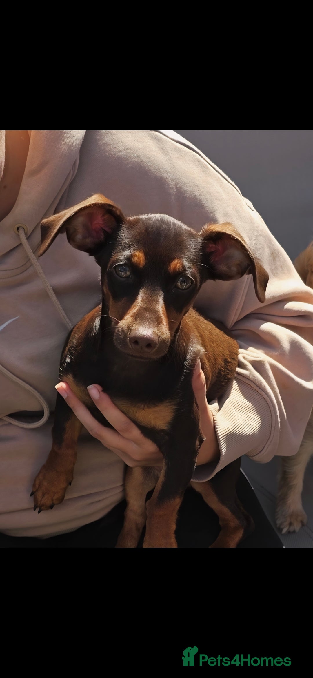 Mixed Breed dogs for sale: Beautiful baby ready NOW  in Barnsley - Image 1