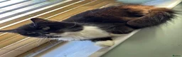 Mixed Breed cats for sale: Cats  **  in Cheadle - Advert 8