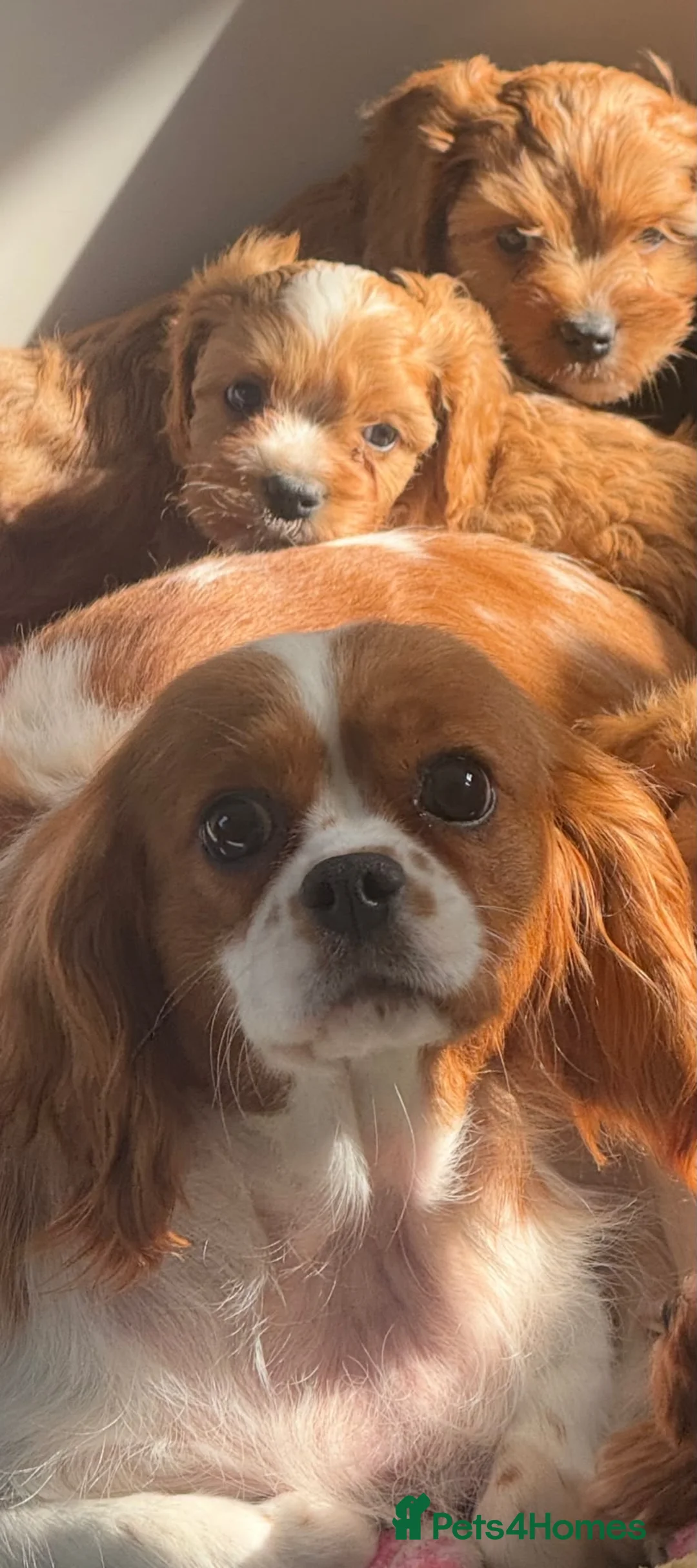Cavapoo dogs for sale: Cavapoo puppies  in Cookstown - Advert 7
