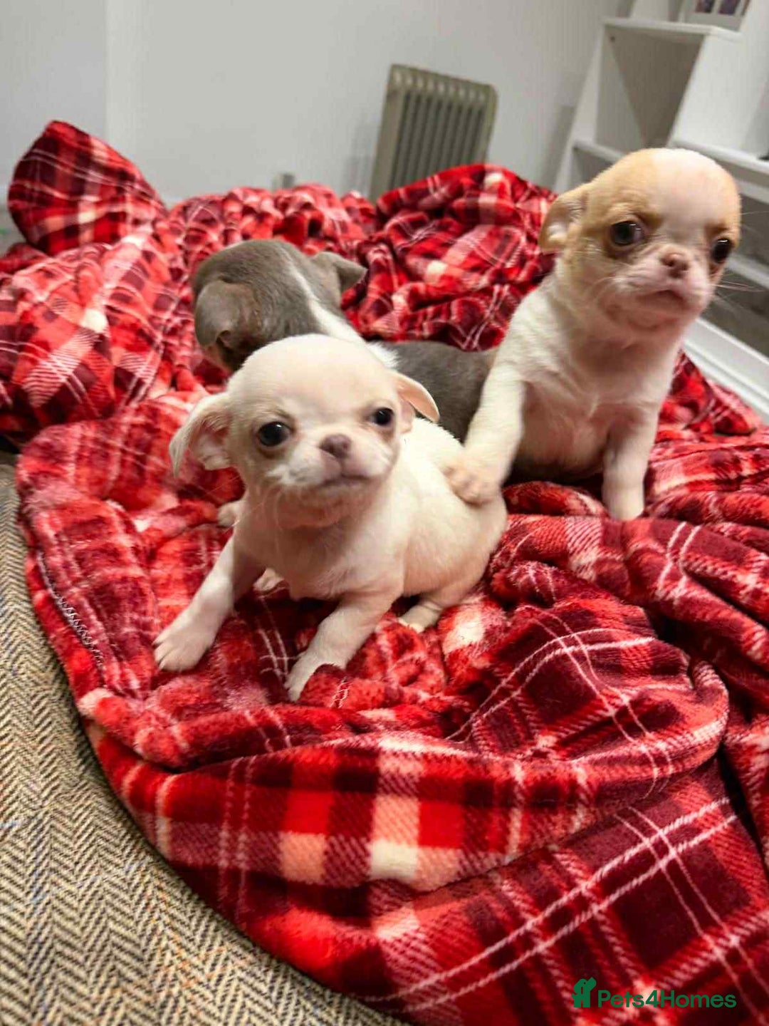 Chihuahua dogs for sale: KC registered chihuahua amazing green eyes  - Advert 16