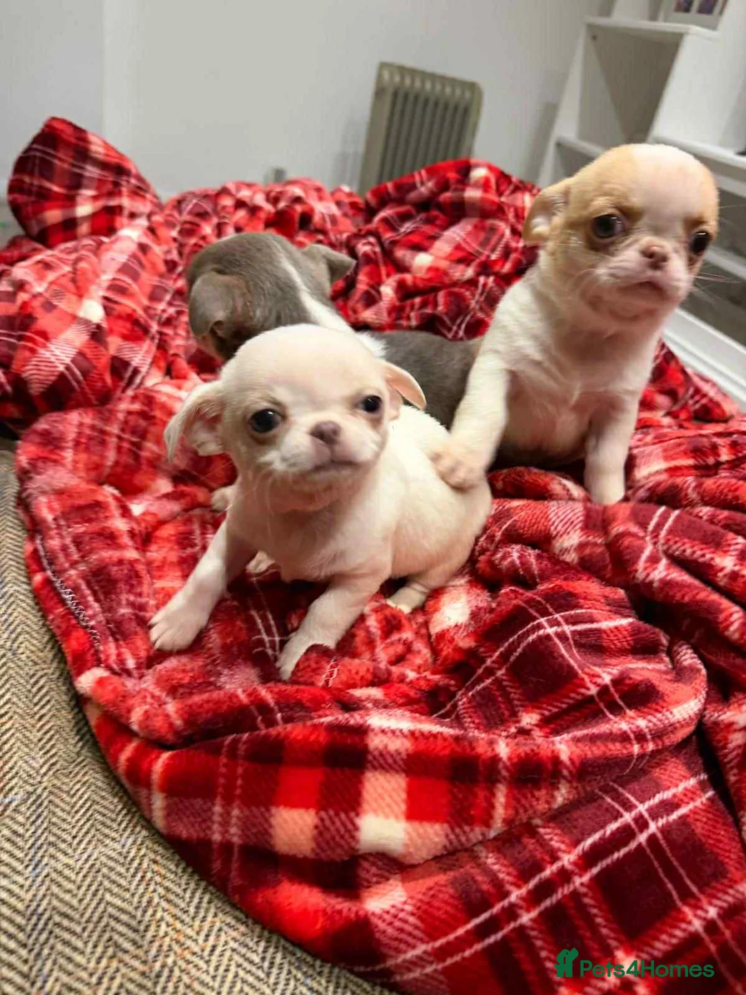 Chihuahua dogs for sale: KC registered chihuahua amazing green eyes  - Advert 19