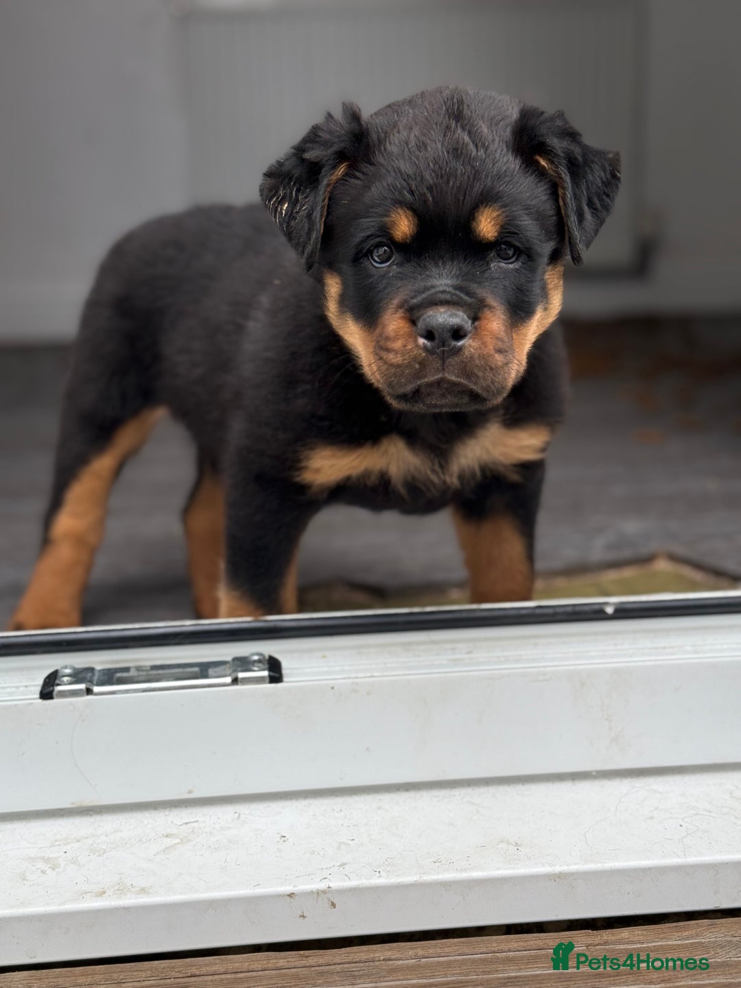 Rottweiler dogs for stud: Stunning KC registered fully health tested male   in Burnley - Advert 34