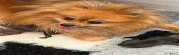 Pomeranian dogs for sale: Beautiful Poms 💜🐾 - Advert 1