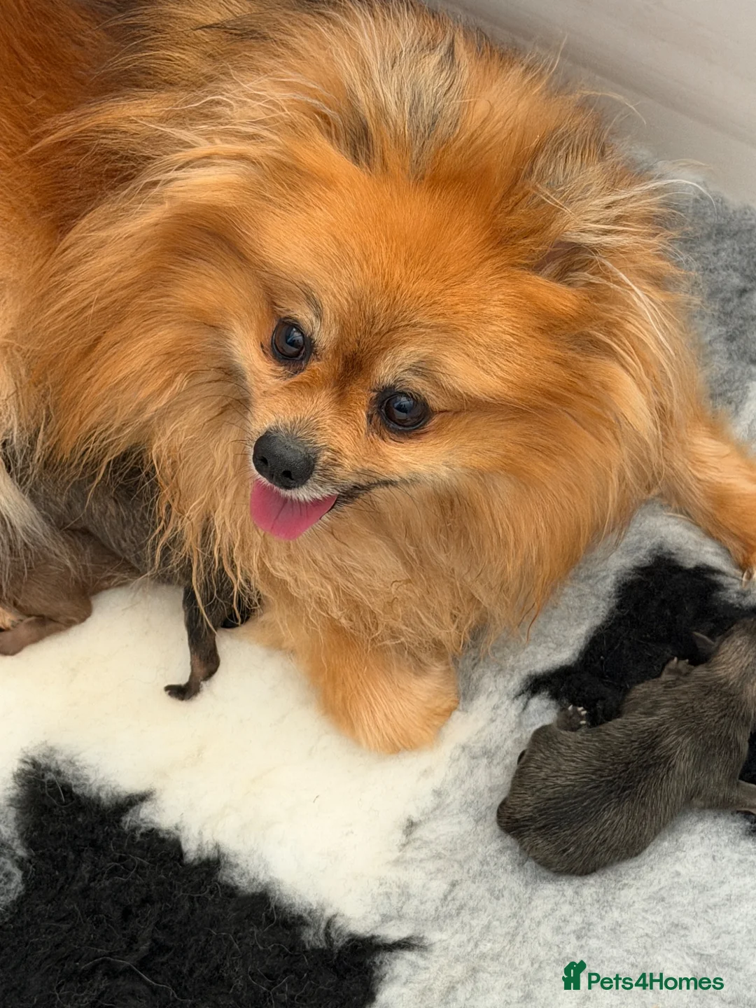 Pomeranian dogs for sale: Beautiful Poms 💜🐾 - Advert 1