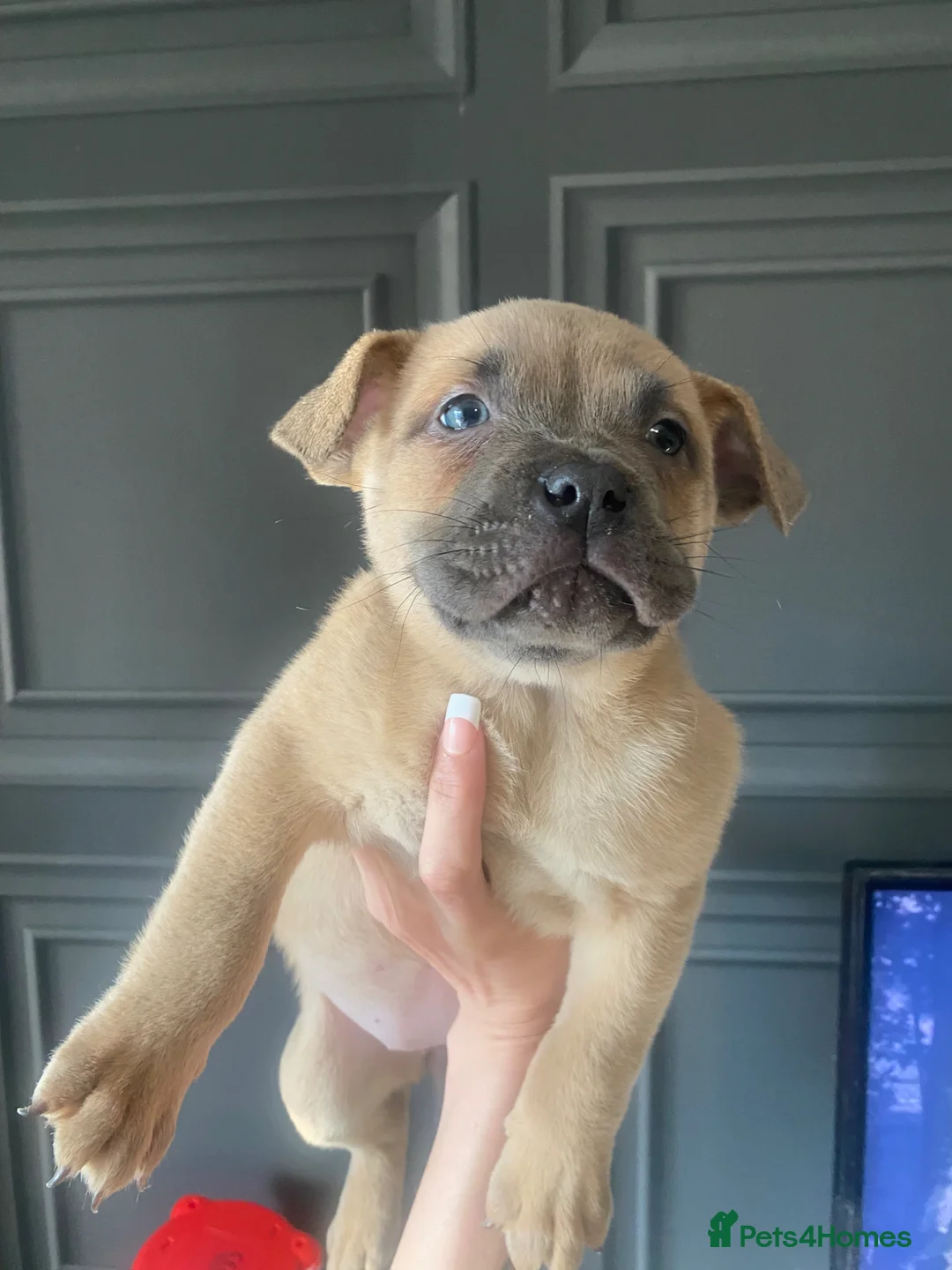 Mixed Breed dogs for sale: 2 chowchow mix pups - Advert 2