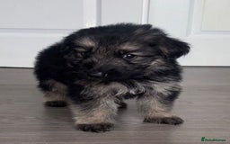 German Shepherd dogs for sale: Beautiful German sheppard puppies  - Image 11