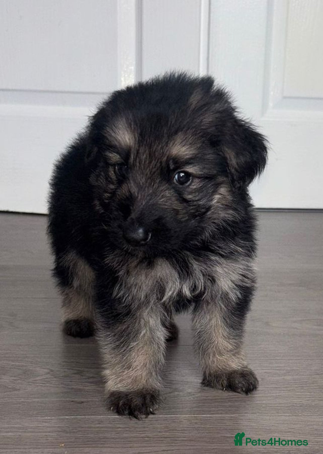 German Shepherd dogs for sale: Beautiful German sheppard puppies  - Image 11