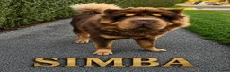 Shar Pei dogs for sale: Stunning Rare Shar Pei (Bear Coat) READY NOW - Advert 8