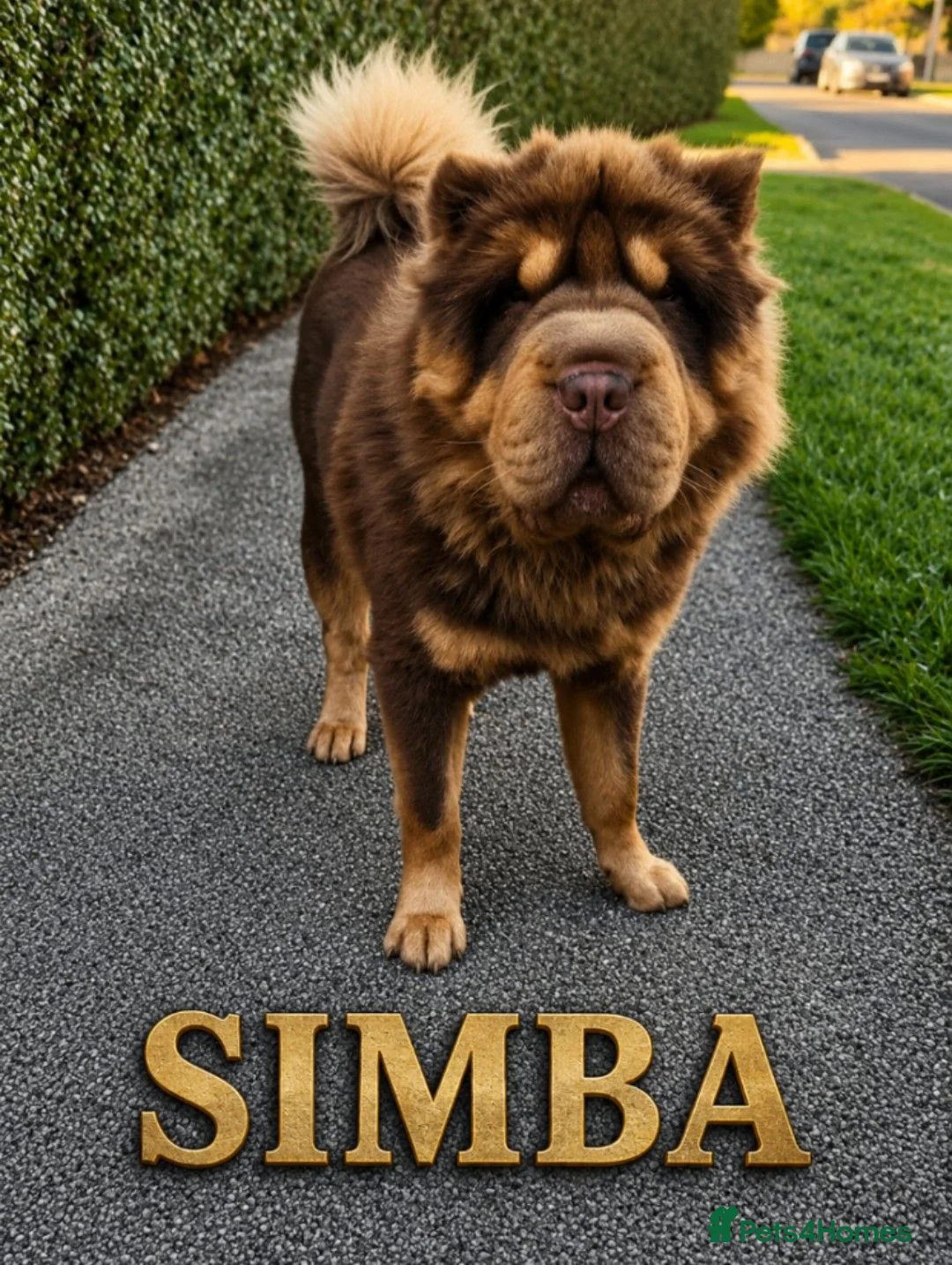 Shar Pei dogs for sale: Stunning Rare Shar Pei (Bear Coat) READY NOW - Advert 8
