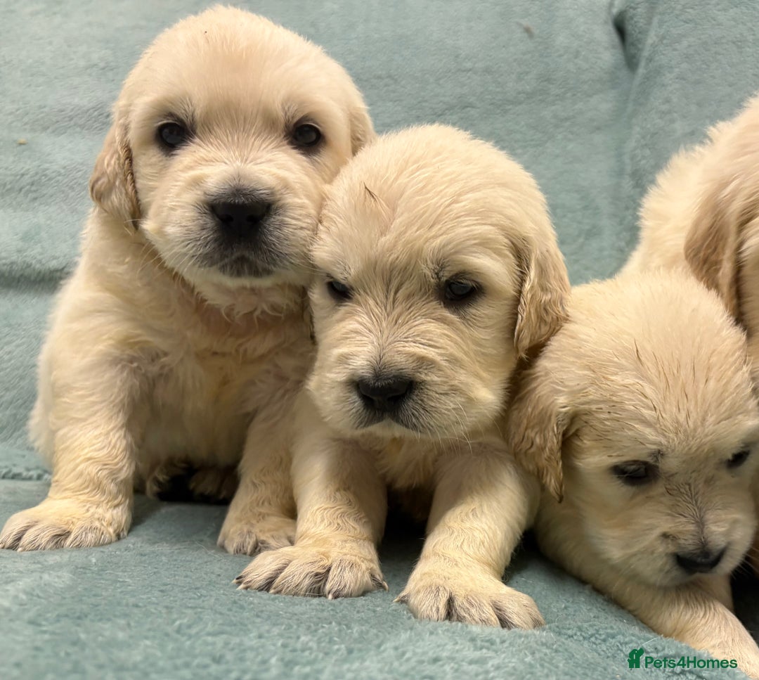 Golden Retriever dogs for sale: Golden Retriever Pups from Health Tested Parents  - Advert 32