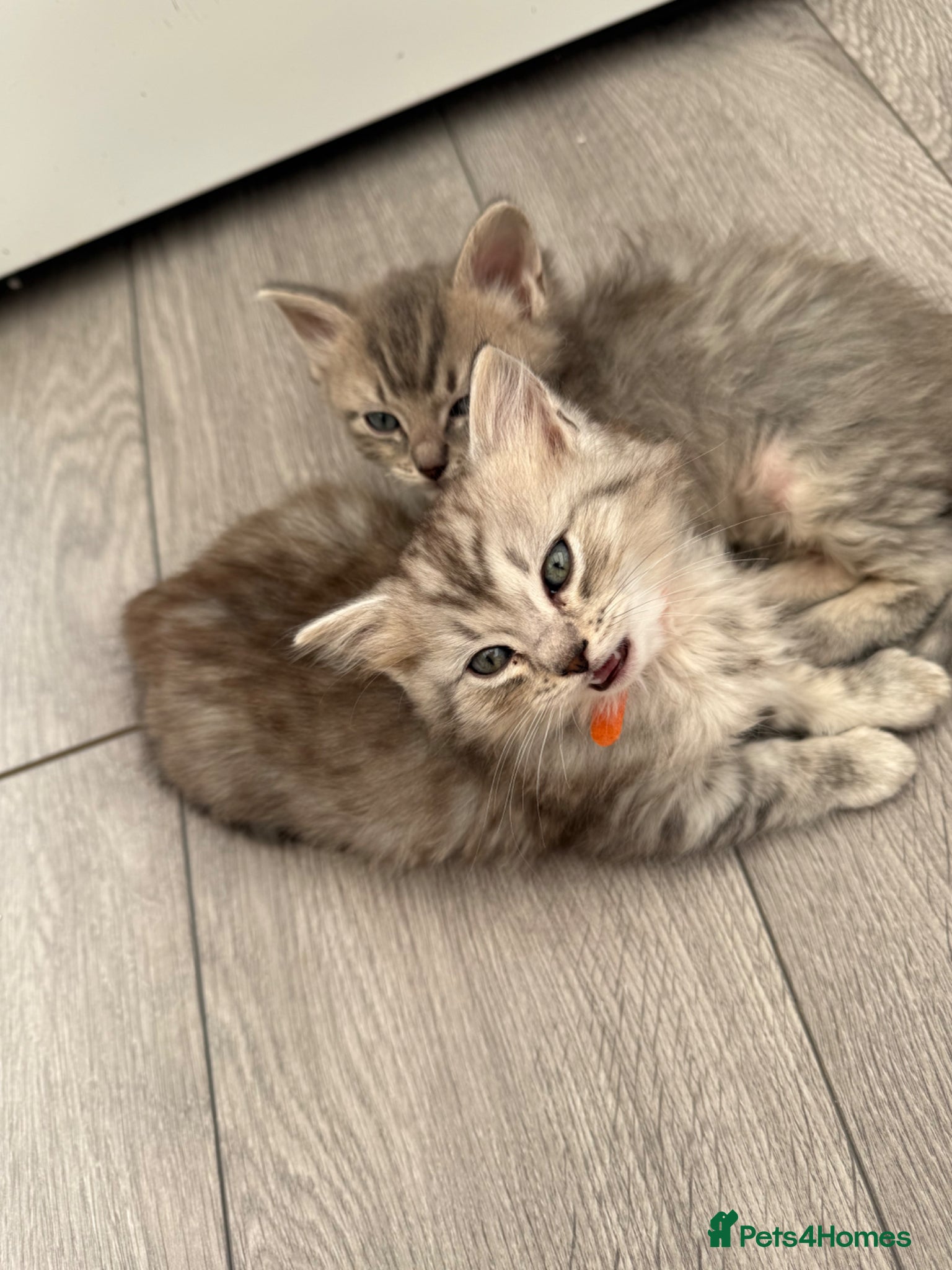 British Shorthair cats Stunning ragdoll cross BSH litter - Advert 2