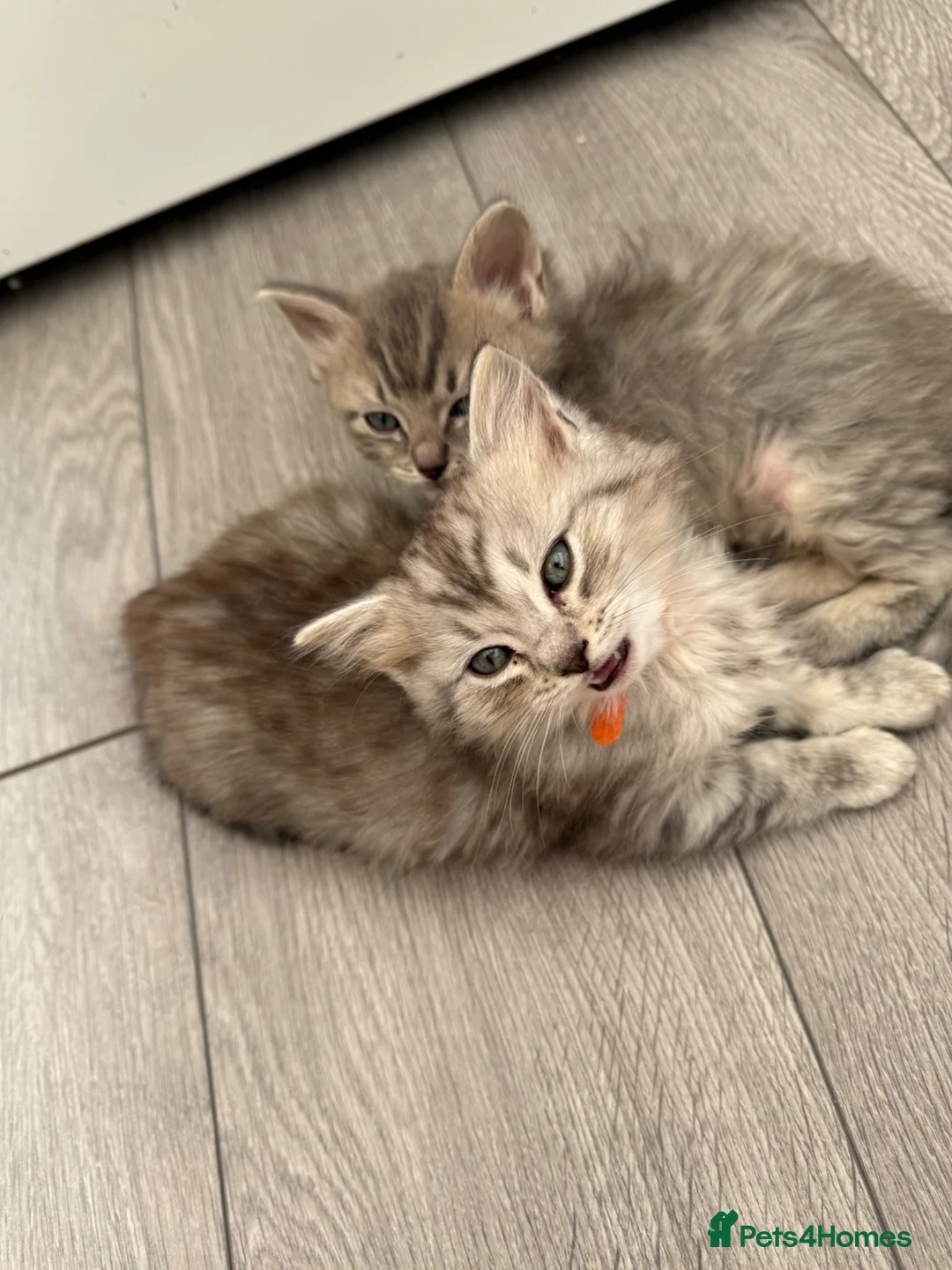 British Shorthair cats for sale: Stunning ragdoll cross BSH litter - Advert 2