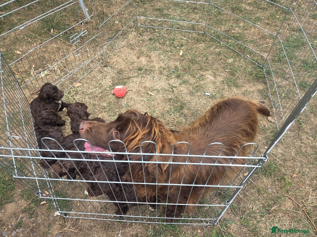 Cockapoo dogs for sale: Gorgeous Cockerpoo puppies  - Image 8