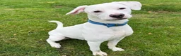 Mixed Breed dogs for adoption: Aspen (deaf puppy needing a special home) in Bude - Advert 4
