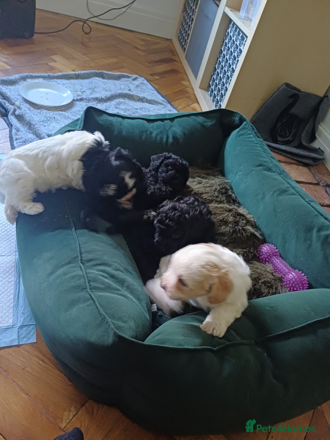 Mixed Breed dogs for sale: Cavapoo puppies available before  **   - Advert 17