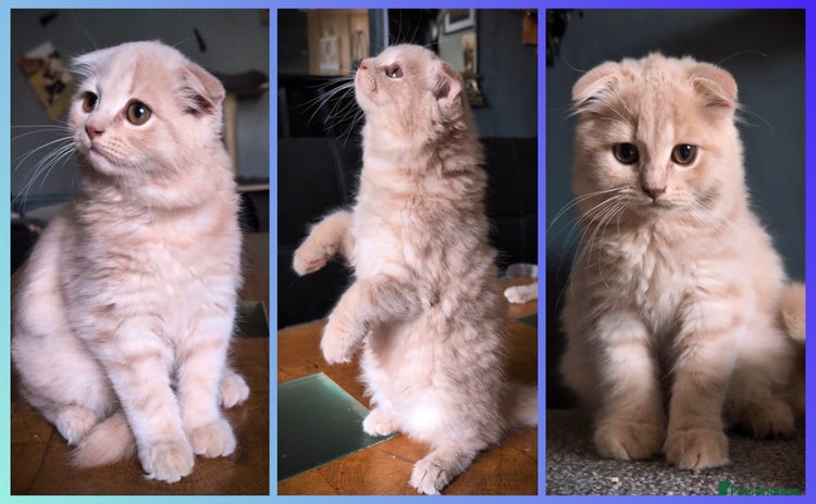 Scottish Fold cats - Advert 4