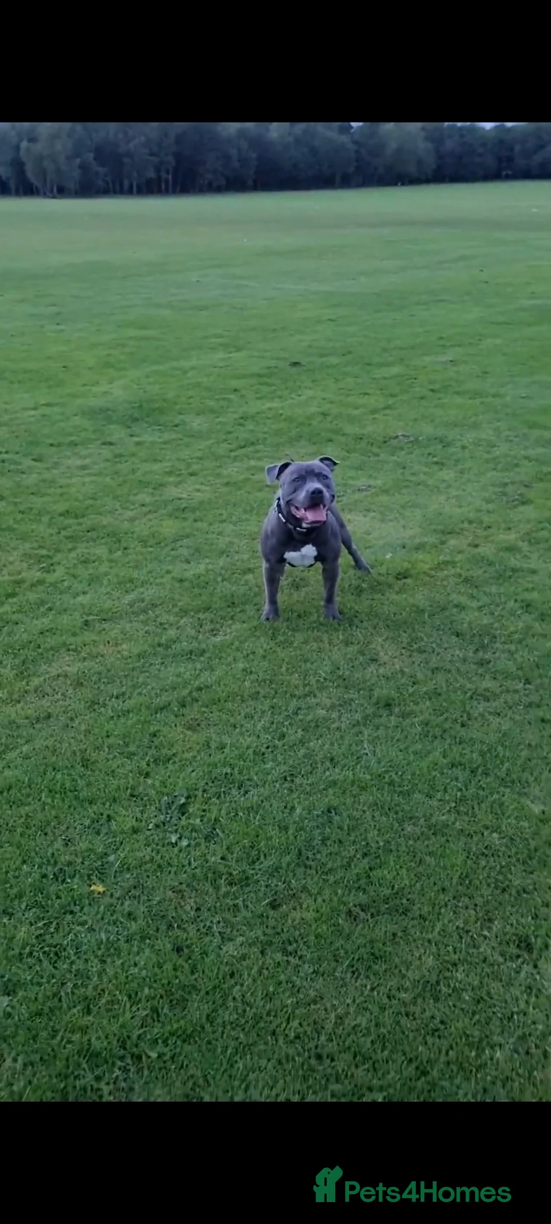 Staffordshire Bull Terrier dogs for stud: Proven Beautiful Blue Staff Stud in Walsall - Advert 8