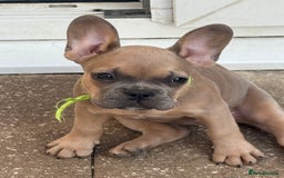 French Bulldog dogs for sale: Adorable Fresh Bulldogs🤍 - Image 2