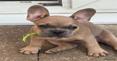 French Bulldog dogs - Advert 14