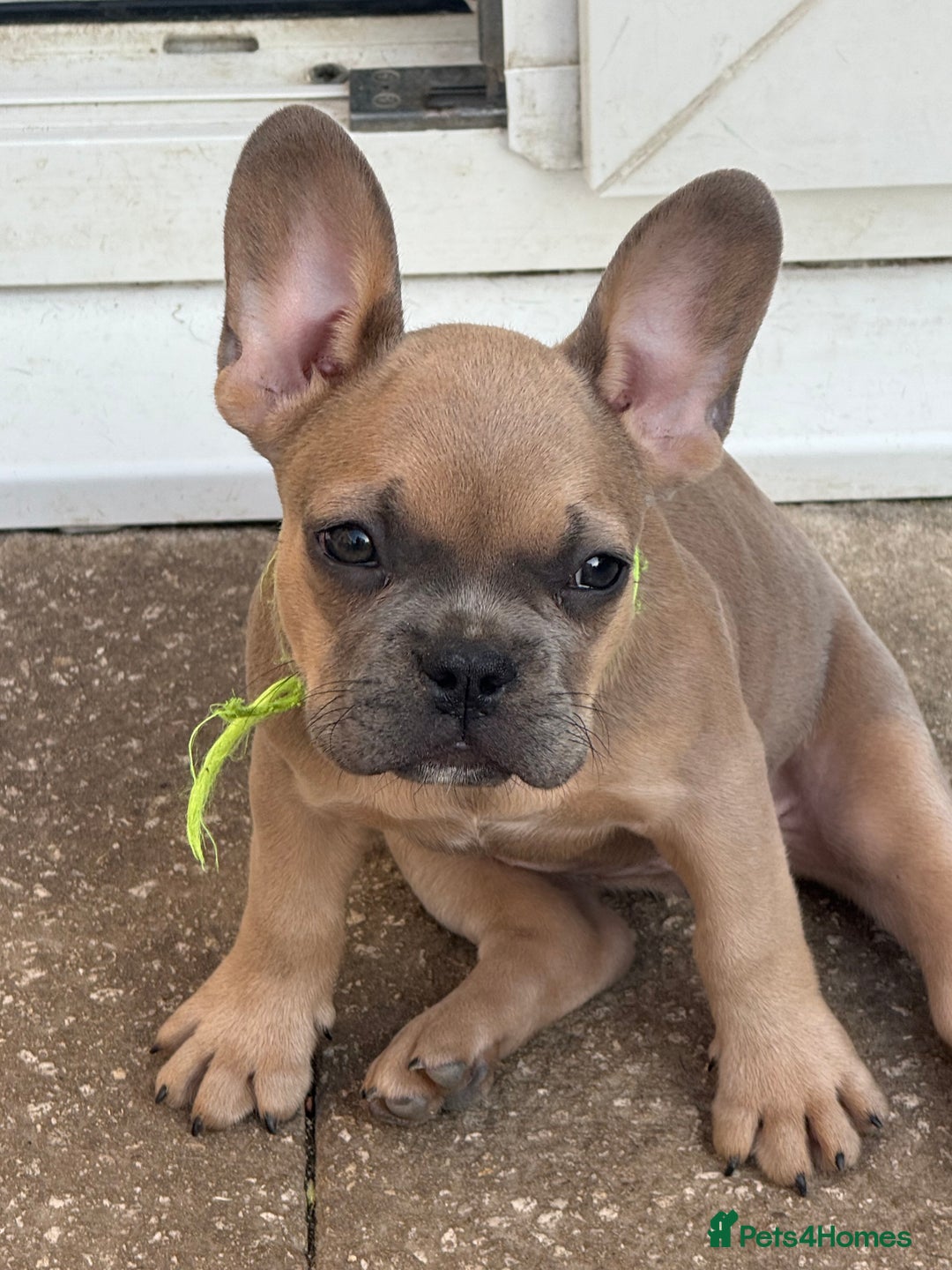 French Bulldog dogs for sale: Adorable Fresh Bulldogs🤍 - Image 2