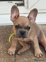 French Bulldog dogs - Advert 14