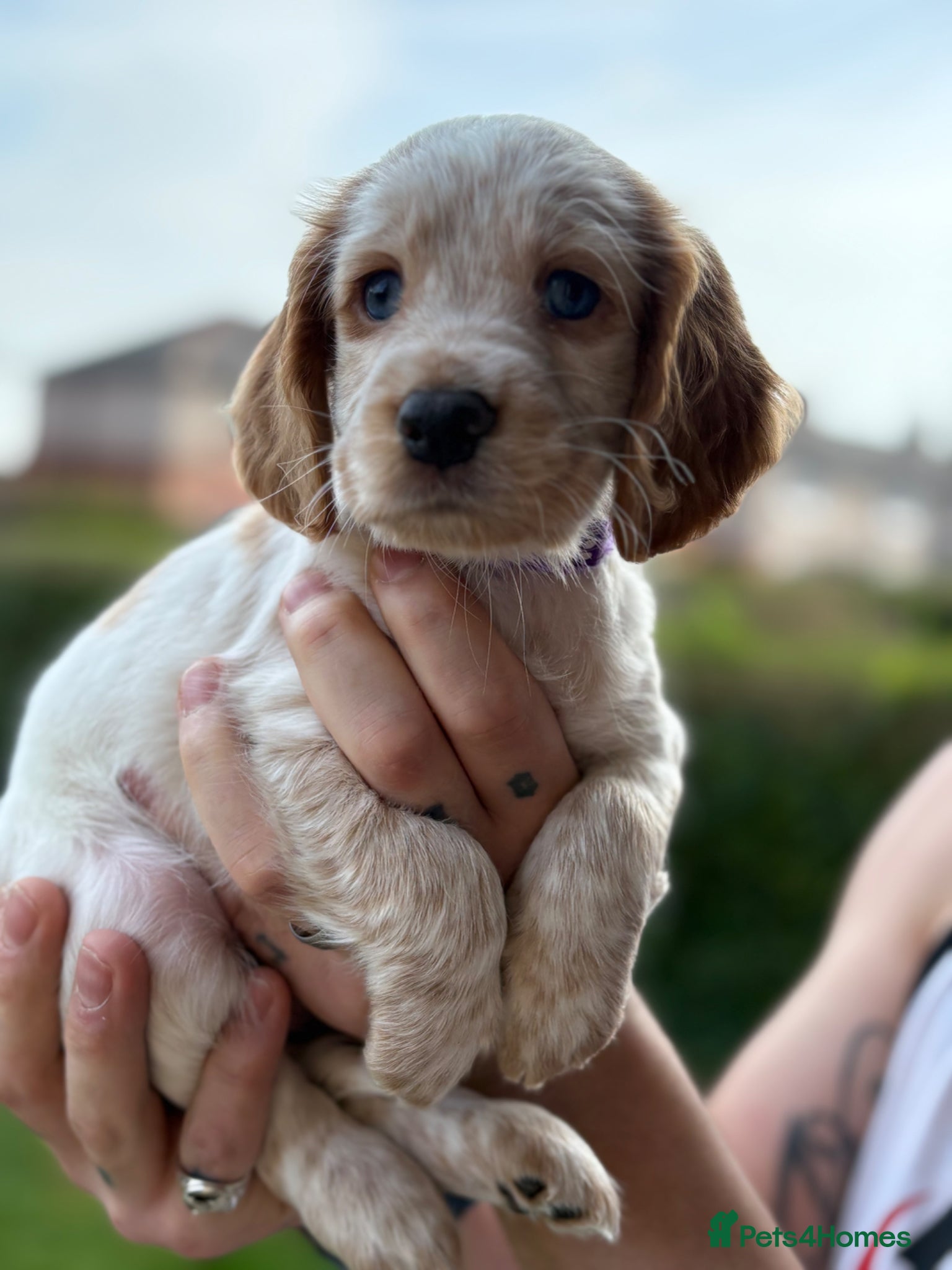 Cocker Spaniel dogs Pedigree club registered Cocker spaniel puppies  - Advert 18