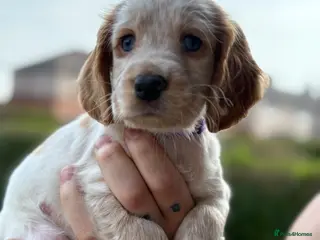 Cocker Spaniel dogs Pedigree club registered Cocker spaniel puppies - Advert 18