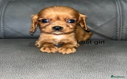 Cavalier King Charles Spaniel dogs for sale: 🐶 KC, RUBY RED cavalier King Charles  - Image 2
