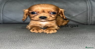 Cavalier King Charles Spaniel dogs - Advert 2