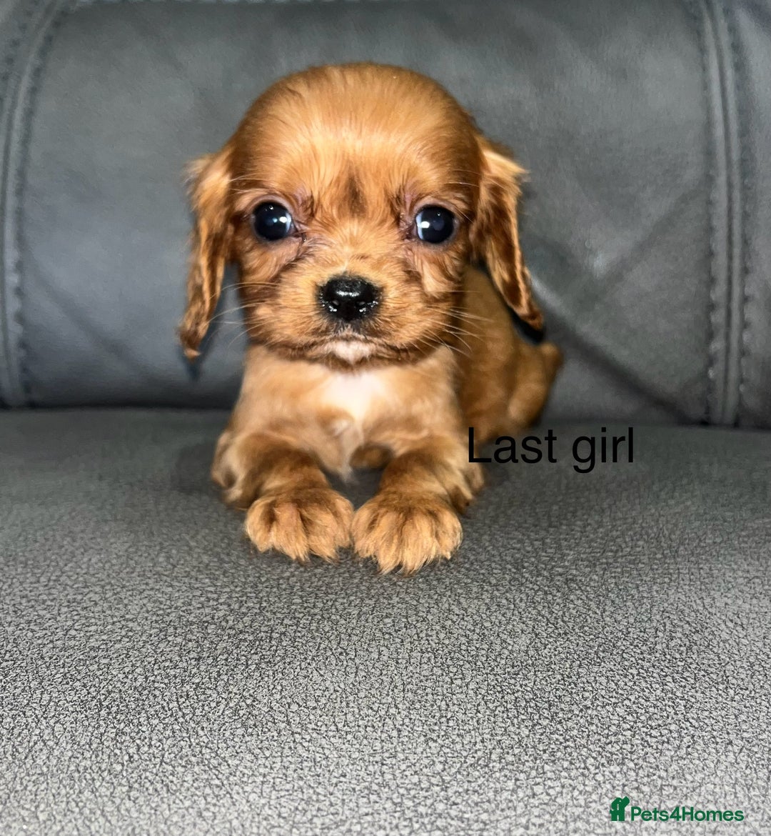 Cavalier King Charles Spaniel dogs for sale: 🐶 KC, RUBY RED cavalier King Charles  - Image 2