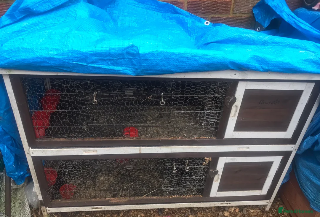 Quail poultry for sale: QUAIL HUTCH ! - Advert 11