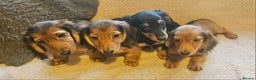 Miniature Dachshund dogs for sale: Ready now 🩵🩵🩵🩷 - Advert 4