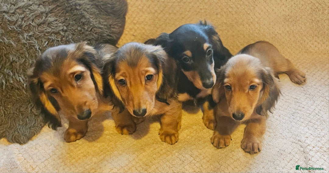 Miniature Dachshund dogs for sale: Ready now 🩵🩵🩵🩷 - Advert 4