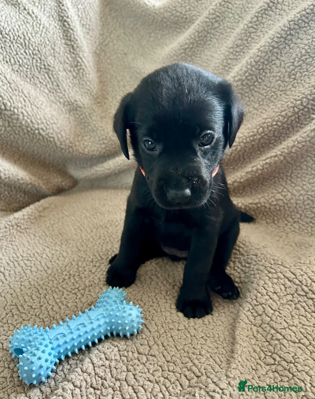 Labrador Retriever dogs for sale: KC registered Labradors in Cheltenham - Advert 12