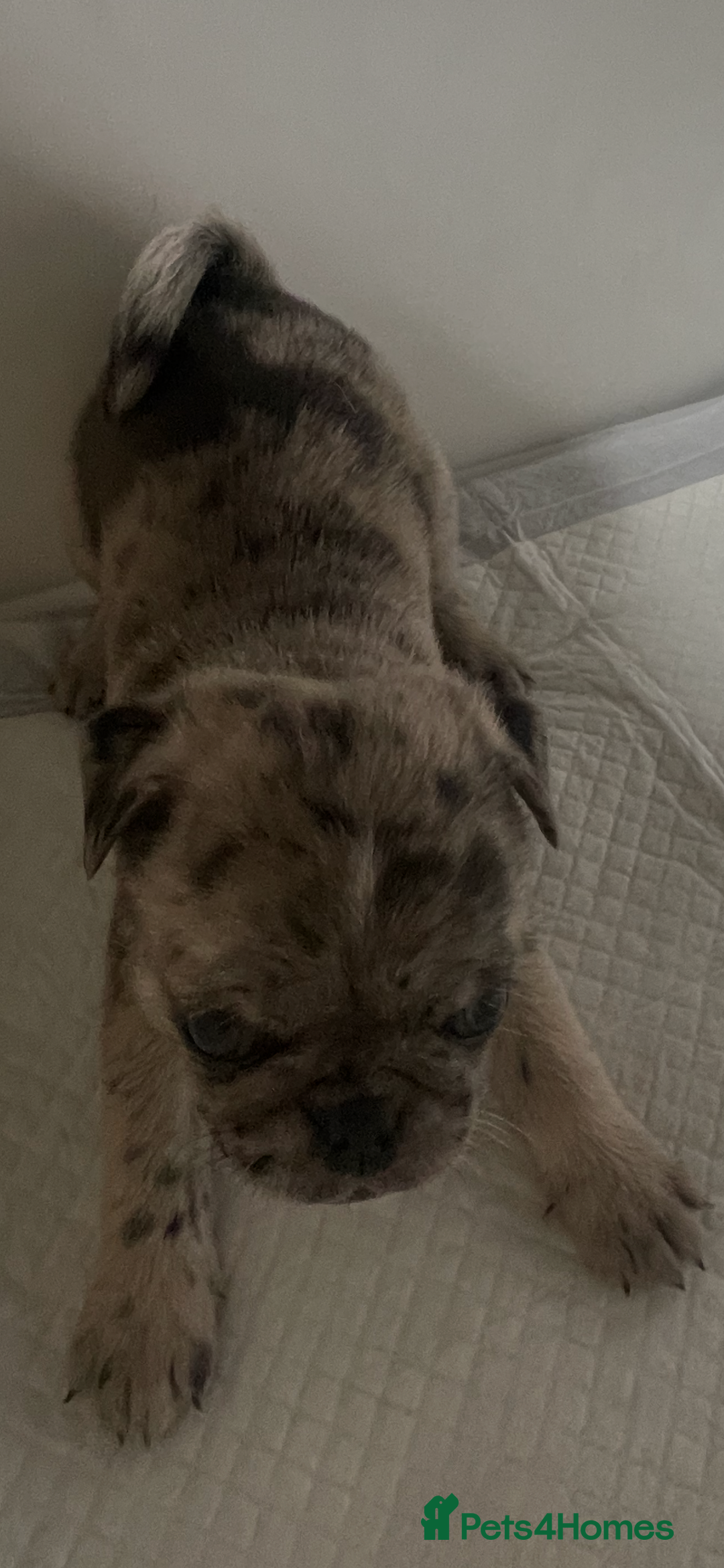 Pug dogs for sale: Pug Puppies  - Image 22