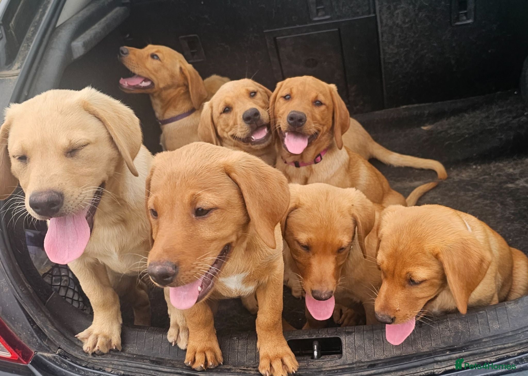 Labrador Retriever dogs FOX RED LABRADOR PUPPIES READY NOW - Advert 1