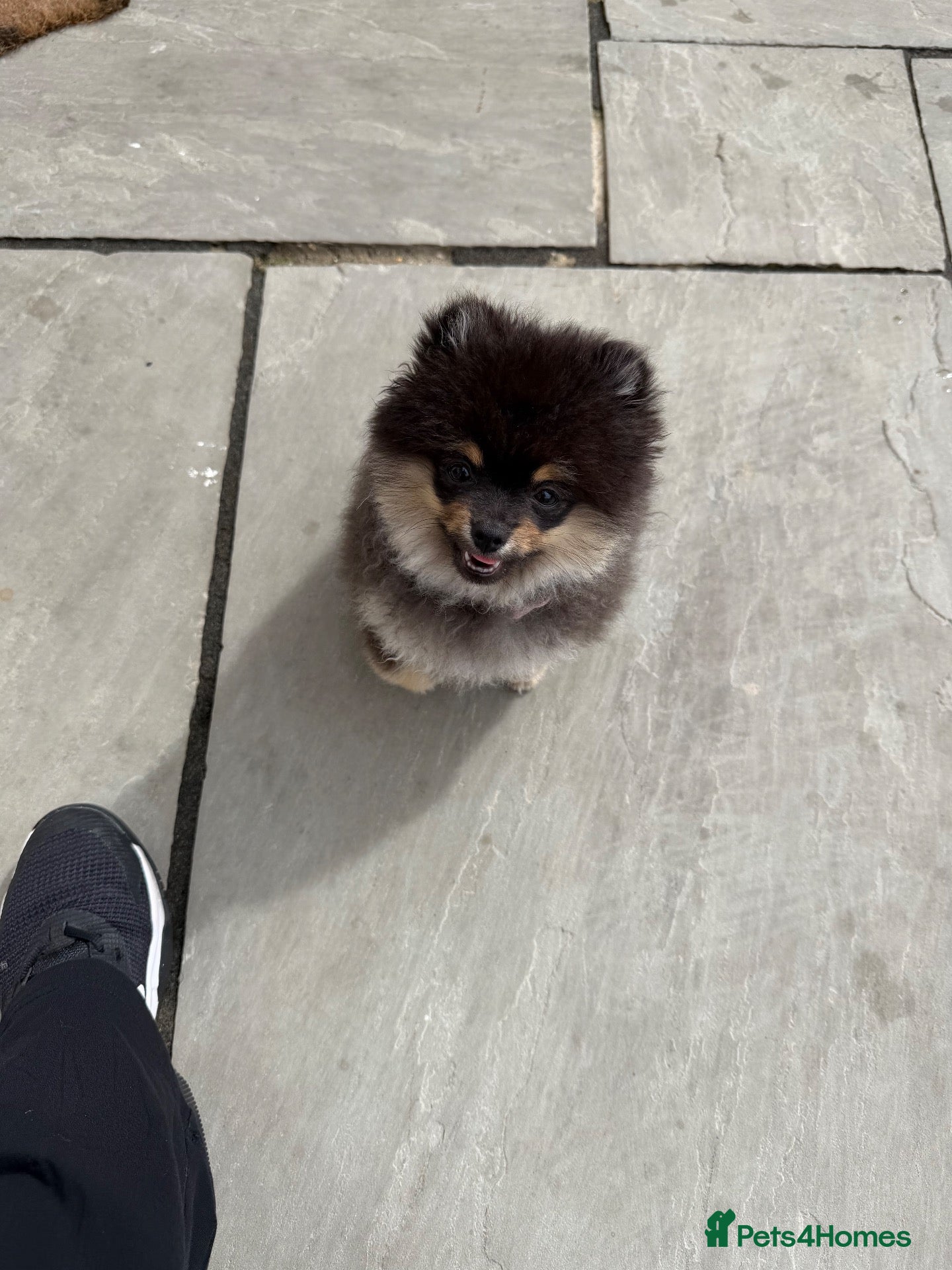 Pomeranian dogs KC registered & pedigree Pomeranian puppy - Advert 3