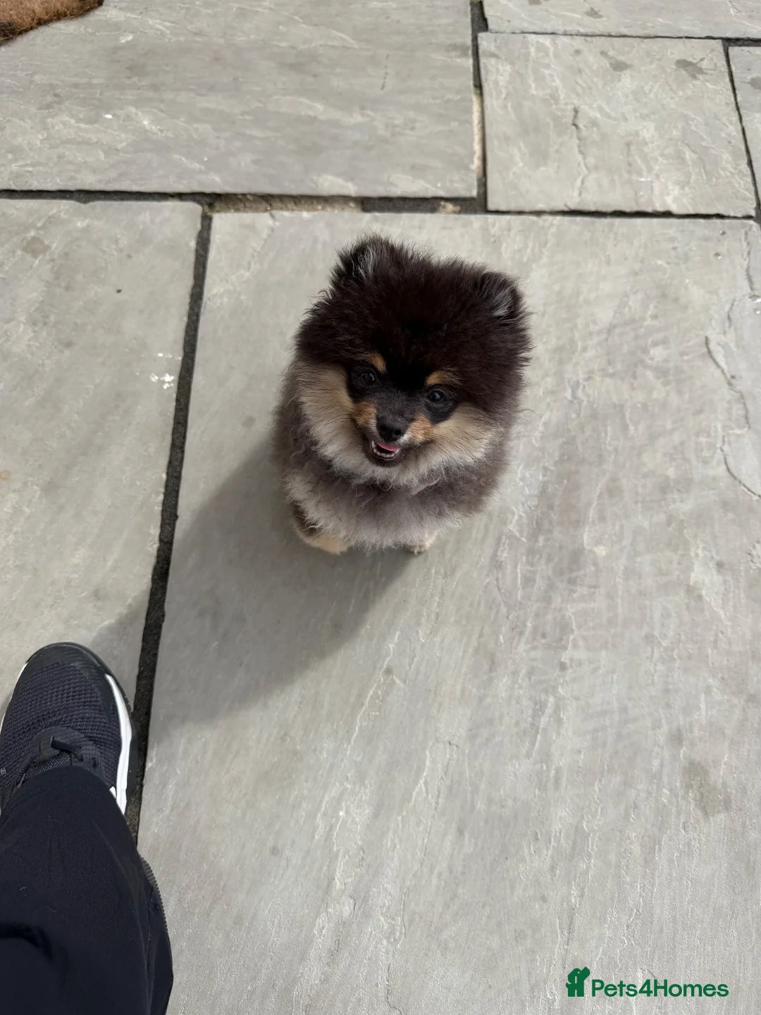 Pomeranian dogs for sale: KC registered & pedigree Pomeranian puppy in Havant - Advert 1
