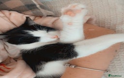 Mixed Breed cats for sale: 7 month old kitten for rehome  - Image 1