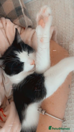 Mixed Breed cats - Advert 1