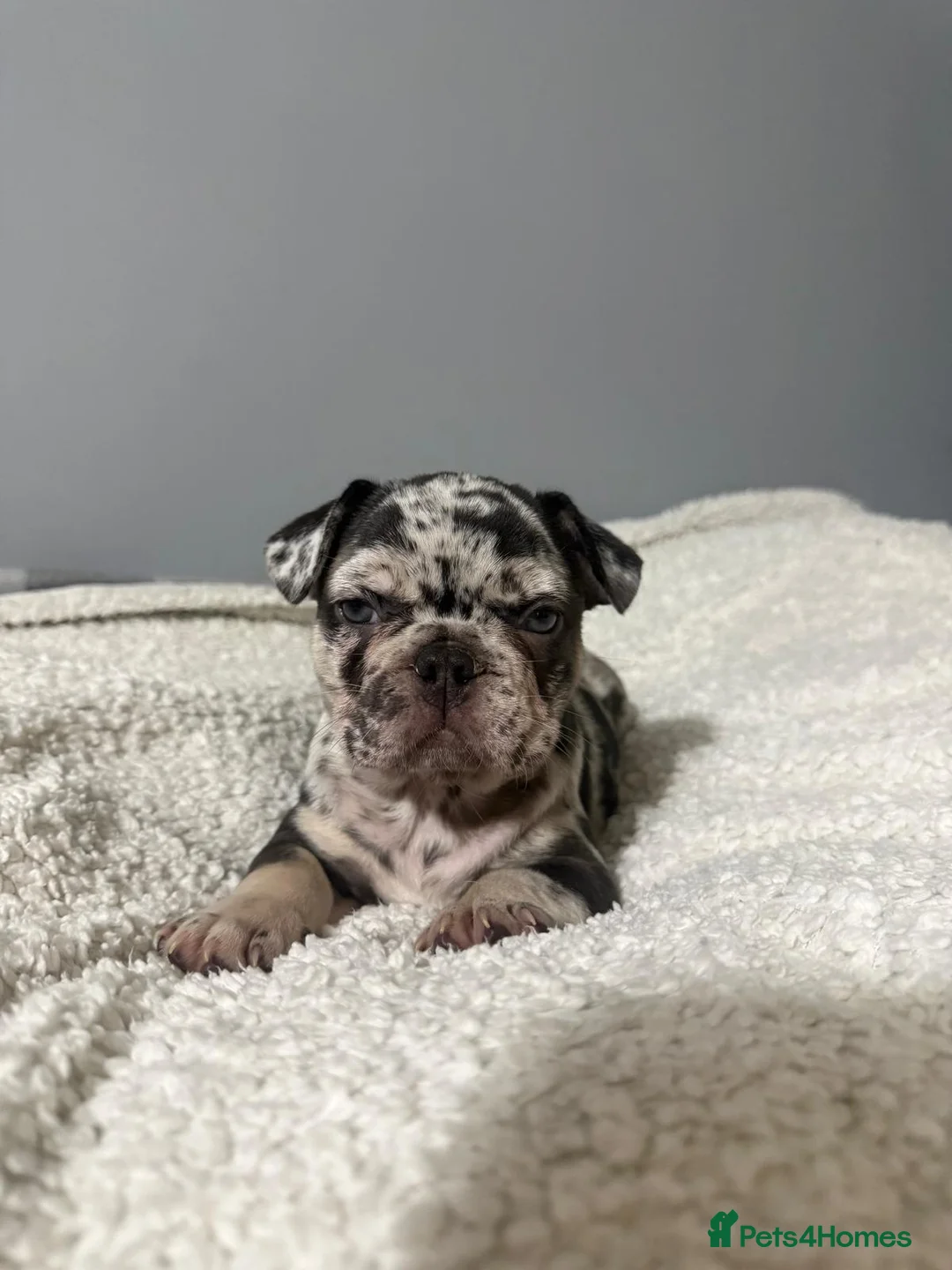 French Bulldog dogs for sale: 🐾 Merle French Bulldog Puppies 🐾 in Aberdeen - Advert 6