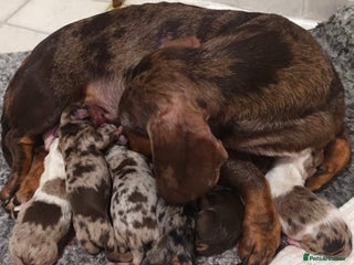 Dachshund dogs Last 3 Dachshund - Advert 1