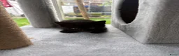 Mixed Breed cats for sale: Black tabby kittens ready to leave soon  - Advert 3