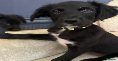 Mixed Breed dogs - Advert 1